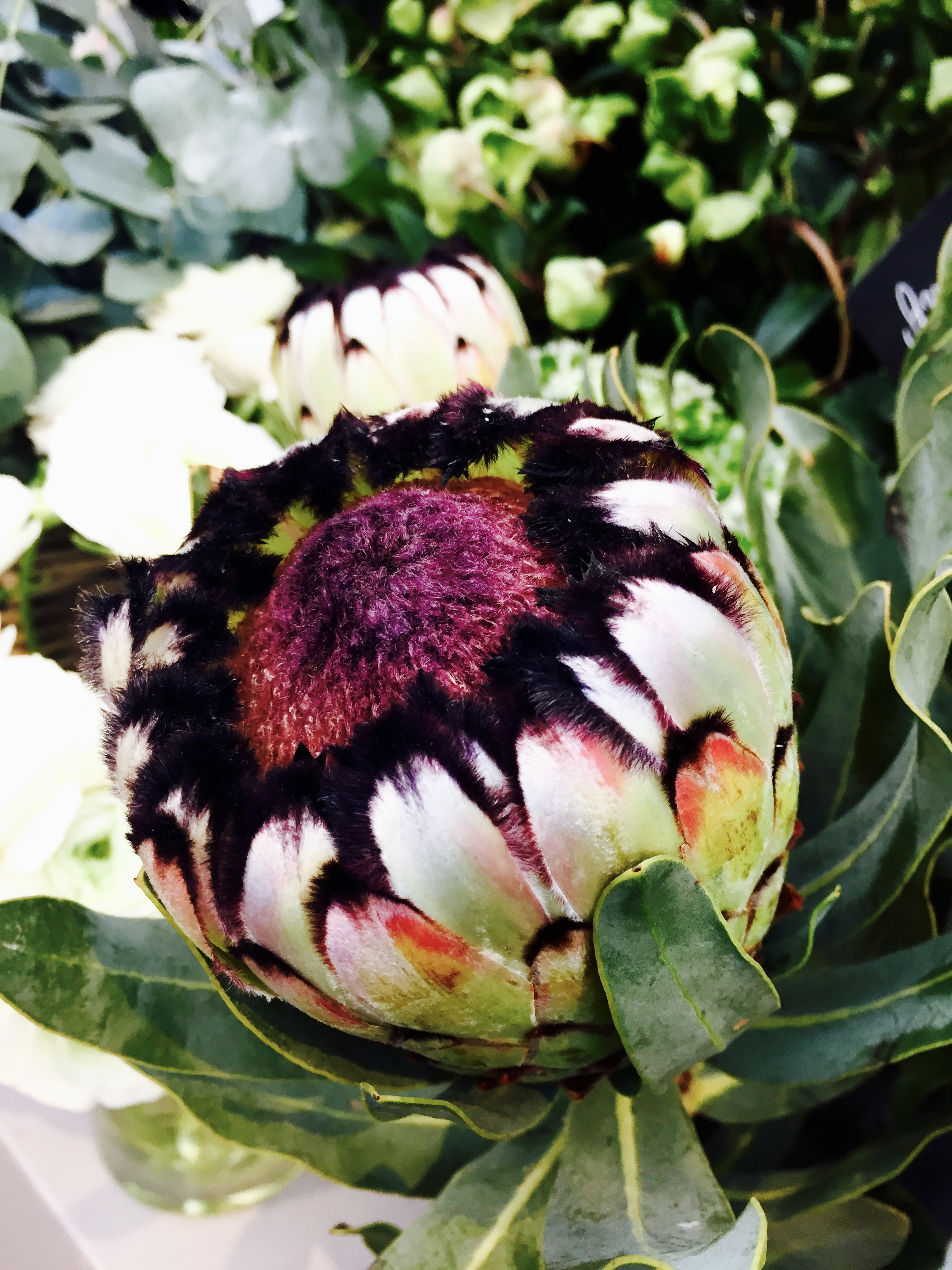 Pottea Südafrika Naturseife pflanzen Blumen Duschriegel