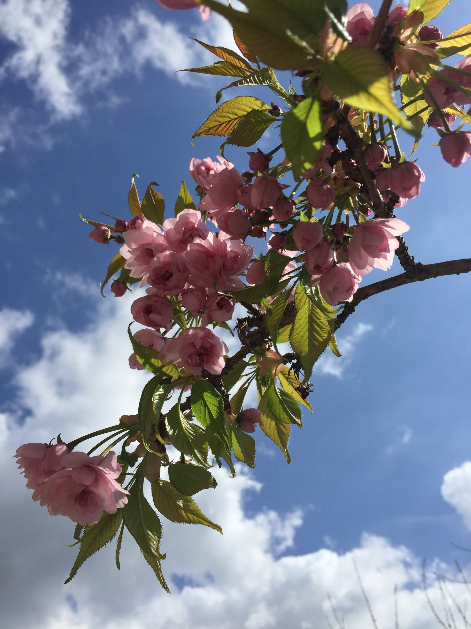 Frühlingsmarkt im Sellawie Forst