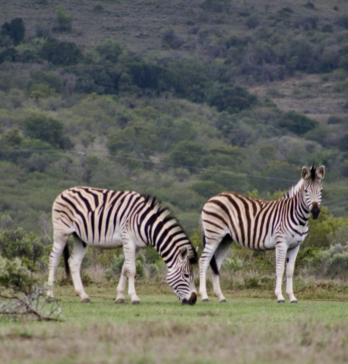 Südafrika badepralie Naturseifen reisen reiseblog