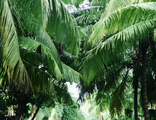 Reisen tulum Mexiko Naturseifen Duschriegel