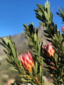 Lion's Head rauf und runter - einmal im Leben