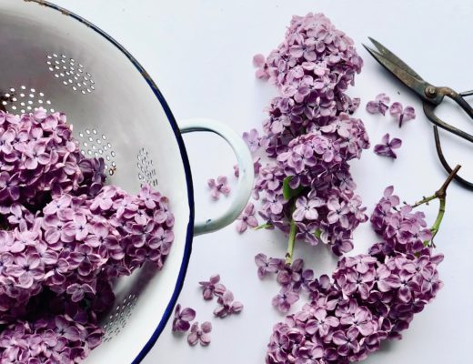 Köstlicher Fliederblütensirup schnell gemacht!