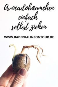 Avocadobäumchen einfach selbst ziehen